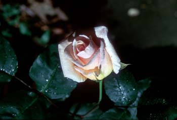 Slide15